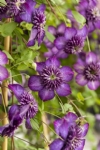 Clematis WELCOME HOME 'Zo24025' PBRaf & PPaf & UK 